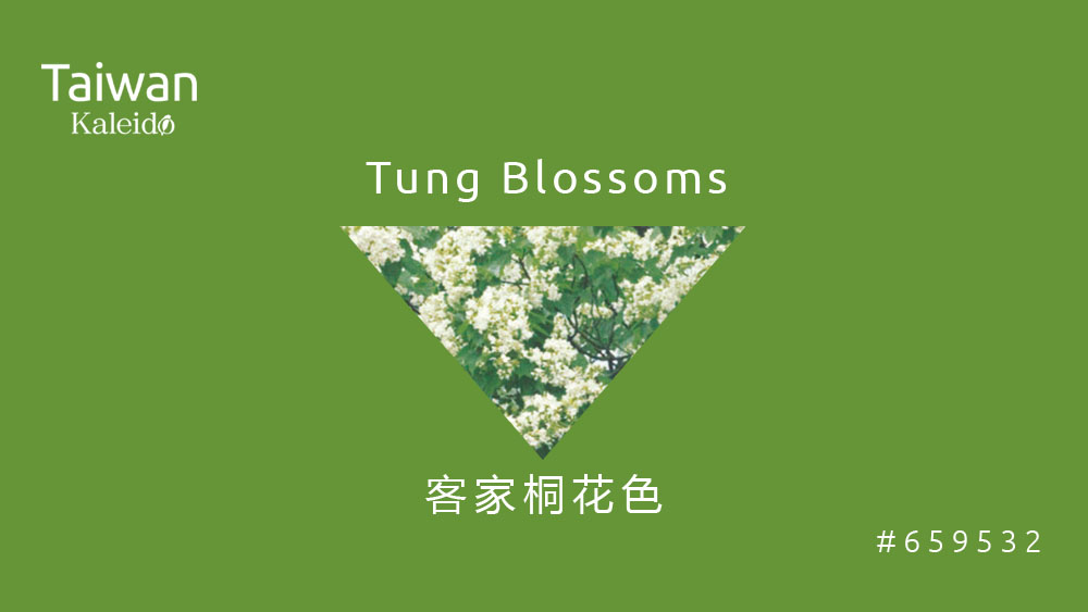 本週精選：客家桐花色 Tung Blossoms #659532